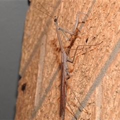 Archimantis sp. (genus) at Wanniassa, ACT - 26 Dec 2024 by JohnBundock