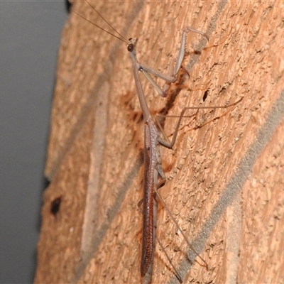 Archimantis latistyla (Stick Mantis, Large Brown Mantis) at Wanniassa, ACT - 26 Dec 2024 by JohnBundock