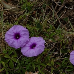 Ipomoea cairica at Port Macquarie, NSW - 19 Oct 2013 by AlisonMilton