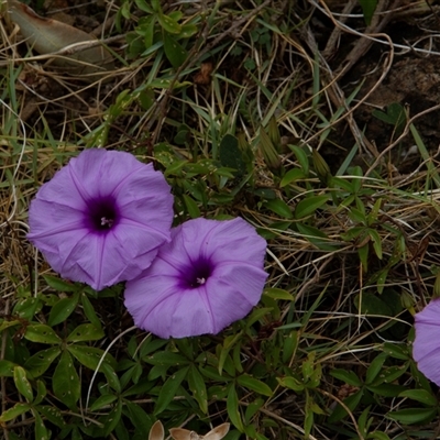 Ipomoea cairica at Port Macquarie, NSW - 19 Oct 2013 by AlisonMilton