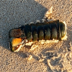 Unidentified Lobster, Bug at Port Macquarie, NSW - 19 Oct 2013 by AlisonMilton