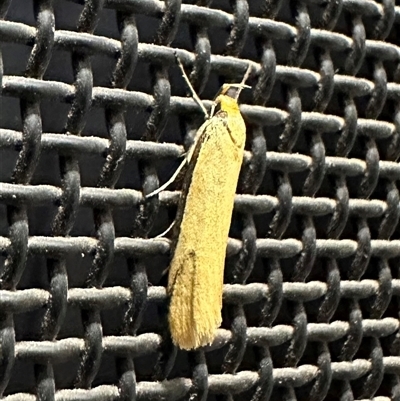 Philobota protecta (A concealer moth) at Ainslie, ACT - 4 Oct 2024 by Pirom