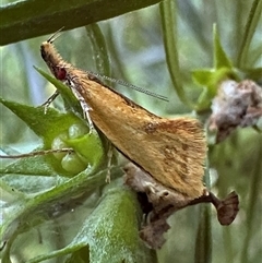 Thema brevivitella (A Concealer moth (Chezala Group)) at Ainslie, ACT - 18 Nov 2024 by Pirom