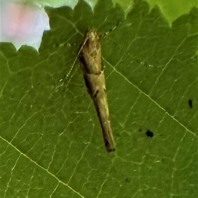 Pyroderces falcatella (Cornworm) at Ainslie, ACT - 21 Nov 2024 by Pirom