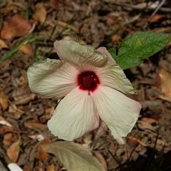 Hibiscus sp. at Port Macquarie, NSW - 19 Oct 2013 by AlisonMilton