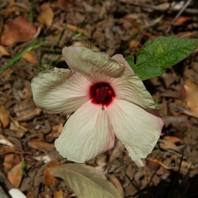 Hibiscus sp. at Port Macquarie, NSW - 19 Oct 2013 by AlisonMilton