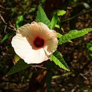 Hibiscus sp. at Port Macquarie, NSW - 20 Oct 2013 09:09 AM