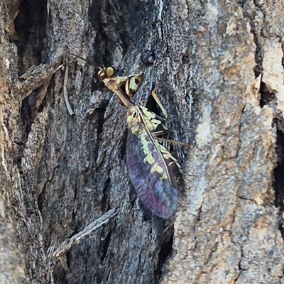 Spaminta minjerribae (Mantisfly) at Bungendore, NSW - 27 Dec 2024 by clarehoneydove