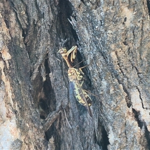 Spaminta minjerribae at Bungendore, NSW - suppressed