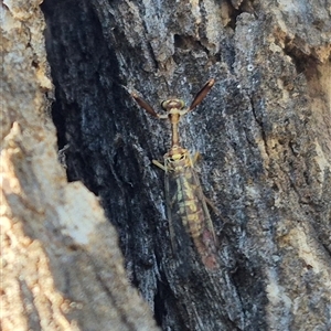 Spaminta minjerribae at Bungendore, NSW - suppressed