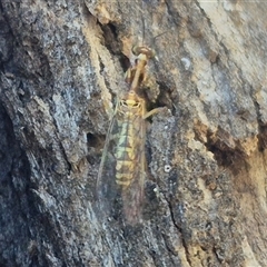 Spaminta minjerribae at Bungendore, NSW - suppressed