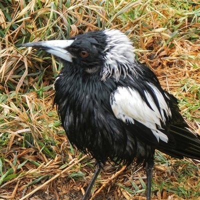 Gymnorhina tibicen (Australian Magpie) at Port Macquarie, NSW - 18 Oct 2013 by AlisonMilton