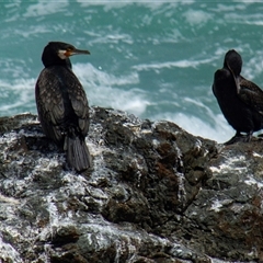 Phalacrocorax carbo at Port Macquarie, NSW - 19 Oct 2013 by AlisonMilton