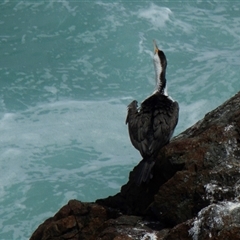 Phalacrocorax varius (Pied Cormorant) at Port Macquarie, NSW - 19 Oct 2013 by AlisonMilton