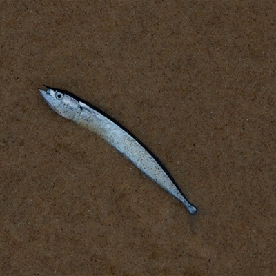 Unidentified Marine Fish Uncategorised at Port Macquarie, NSW - 19 Oct 2013 by AlisonMilton