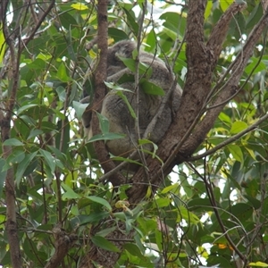 Phascolarctos cinereus at Port Macquarie, NSW - 19 Oct 2013 02:10 PM