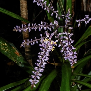 Cordyline rubra at Port Macquarie, NSW - 18 Oct 2013 12:32 PM