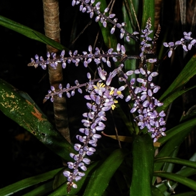 Cordyline rubra (Palm Lily) at Port Macquarie, NSW - 18 Oct 2013 by AlisonMilton