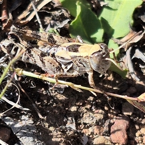 Brachyexarna lobipennis at Bungendore, NSW - suppressed