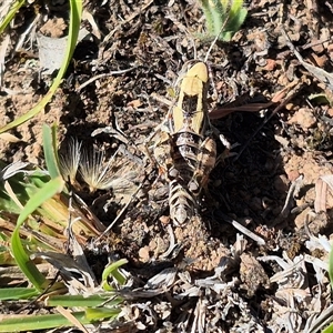 Brachyexarna lobipennis at Bungendore, NSW - suppressed