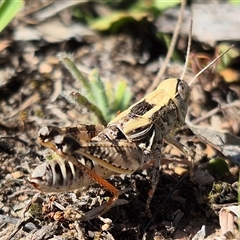 Brachyexarna lobipennis at Bungendore, NSW - suppressed