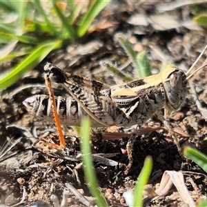 Brachyexarna lobipennis at Bungendore, NSW - suppressed