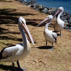 Pelecanus conspicillatus at Port Macquarie, NSW - 19 Oct 2013 by AlisonMilton