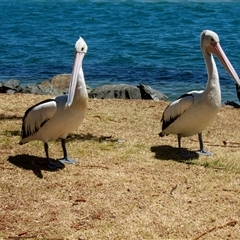 Pelecanus conspicillatus at Port Macquarie, NSW - 20 Oct 2013 10:57 AM