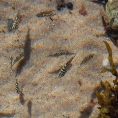 Unidentified Native Fish at Port Macquarie, NSW - 20 Oct 2013 by AlisonMilton