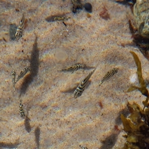 Microcanthus strigatus at Port Macquarie, NSW - 20 Oct 2013 03:01 PM