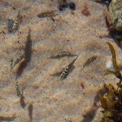 Unidentified Native Fish at Port Macquarie, NSW - 20 Oct 2013 by AlisonMilton