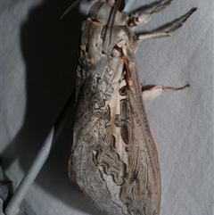 Abantiades marcidus (A ghost moth) at Freshwater Creek, VIC - 15 Apr 2020 by WendyEM