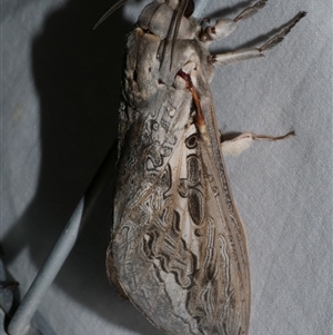 Abantiades marcidus at Freshwater Creek, VIC - 16 Apr 2020 12:05 AM