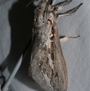 Abantiades marcidus at Freshwater Creek, VIC - 16 Apr 2020