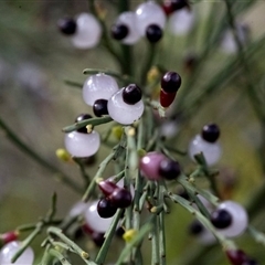 Unidentified Other Tree at Rockton, NSW - 27 Dec 2024 by Bruns