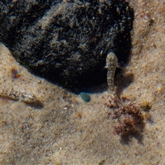 Tetractenos glaber at Port Macquarie, NSW - 20 Oct 2013 by AlisonMilton