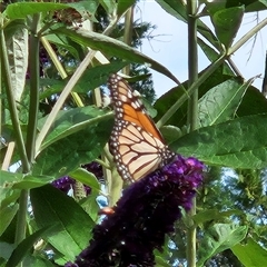 Danaus plexippus (Monarch) at Braidwood, NSW - 27 Dec 2024 by MatthewFrawley