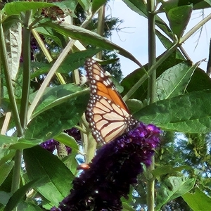 Danaus plexippus at Braidwood, NSW - 27 Dec 2024 09:38 AM