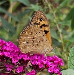 Heteronympha merope (Common Brown Butterfly) at Braidwood, NSW - 27 Dec 2024 by MatthewFrawley