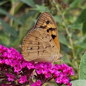 Heteronympha merope at Braidwood, NSW - 27 Dec 2024