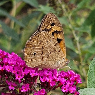 Heteronympha merope (Common Brown Butterfly) at Braidwood, NSW - 27 Dec 2024 by MatthewFrawley