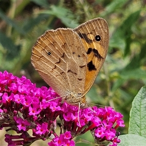 Heteronympha merope at Braidwood, NSW - 27 Dec 2024