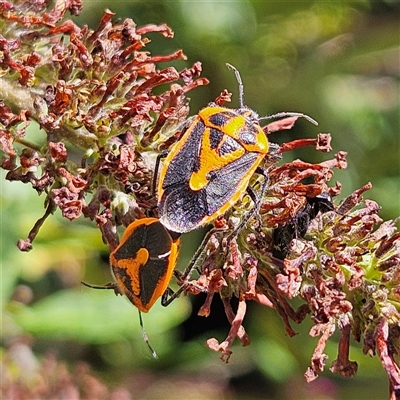 Agonoscelis rutila (Horehound bug) at Braidwood, NSW - 27 Dec 2024 by MatthewFrawley