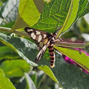 Amata nigriceps (A Handmaiden moth) at Braidwood, NSW by MatthewFrawley