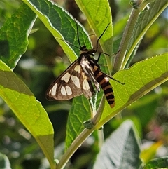 Amata nigriceps at Braidwood, NSW - 27 Dec 2024