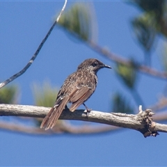 Anthochaera chrysoptera (Little Wattlebird) at Port Macquarie, NSW - 22 Oct 2013 by AlisonMilton