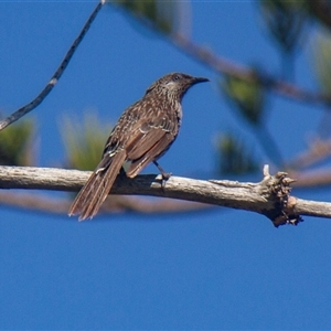 Anthochaera chrysoptera at Port Macquarie, NSW - 22 Oct 2013