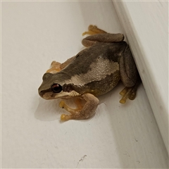 Litoria peronii at Braidwood, NSW - 27 Dec 2024 by MatthewFrawley