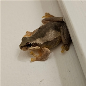 Litoria quiritatus at Braidwood, NSW - 27 Dec 2024