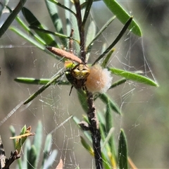 Araneus albotriangulus at Bungendore, NSW - 27 Dec 2024 by clarehoneydove